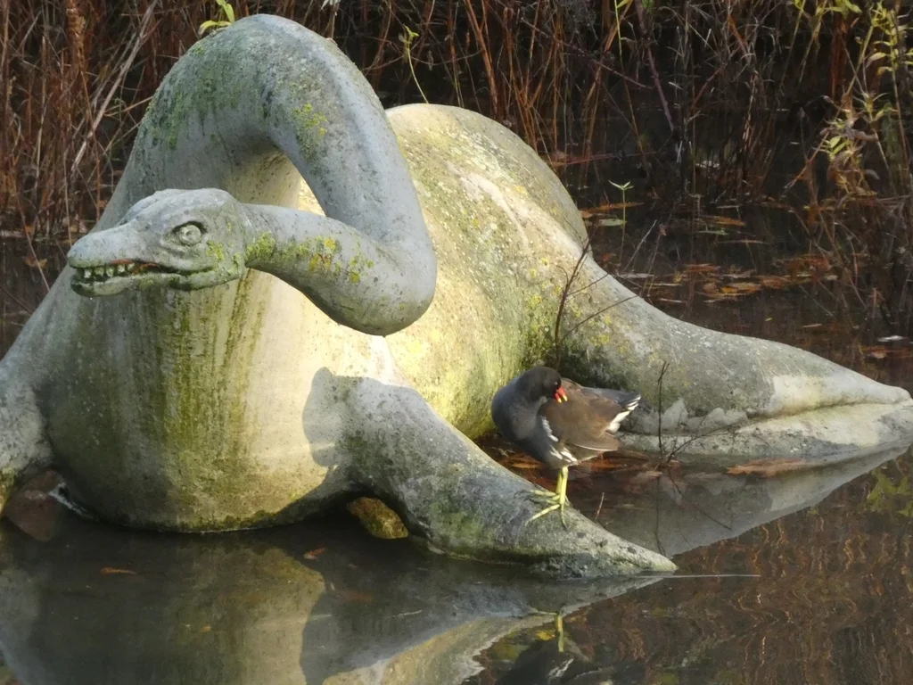 黑水鸡(Gallinula chloropus)