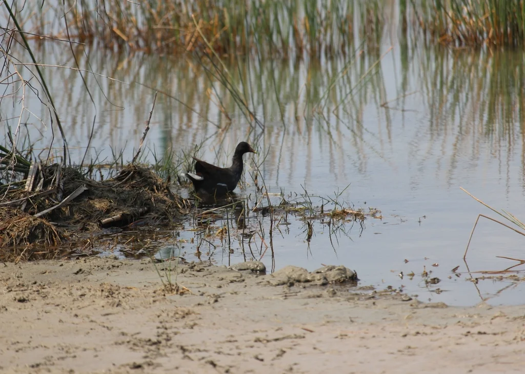 美洲黑水鸡(Gallinula galeata)
