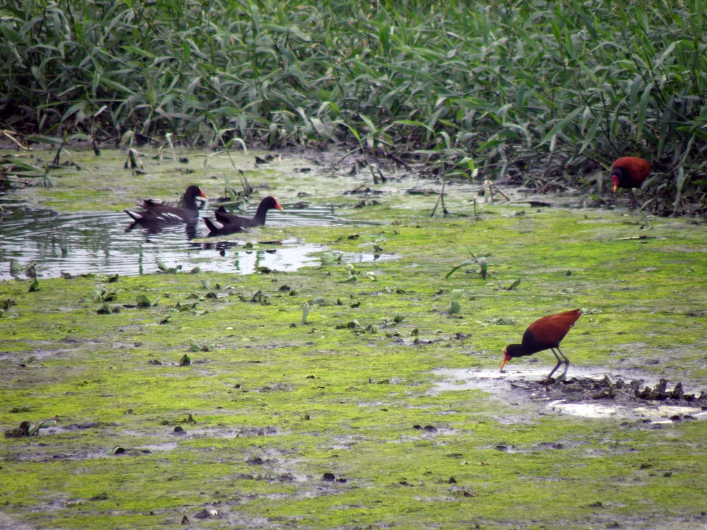 美洲黑水鸡(Gallinula galeata)