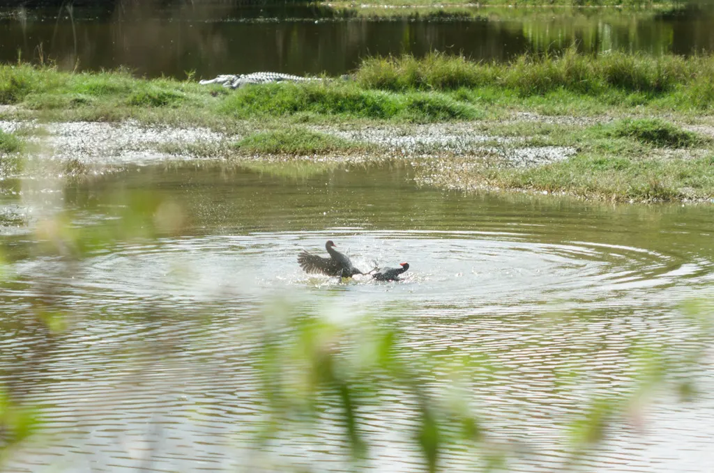 美洲黑水鸡(Gallinula galeata)