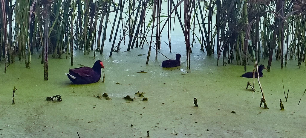 美洲黑水鸡(Gallinula galeata)