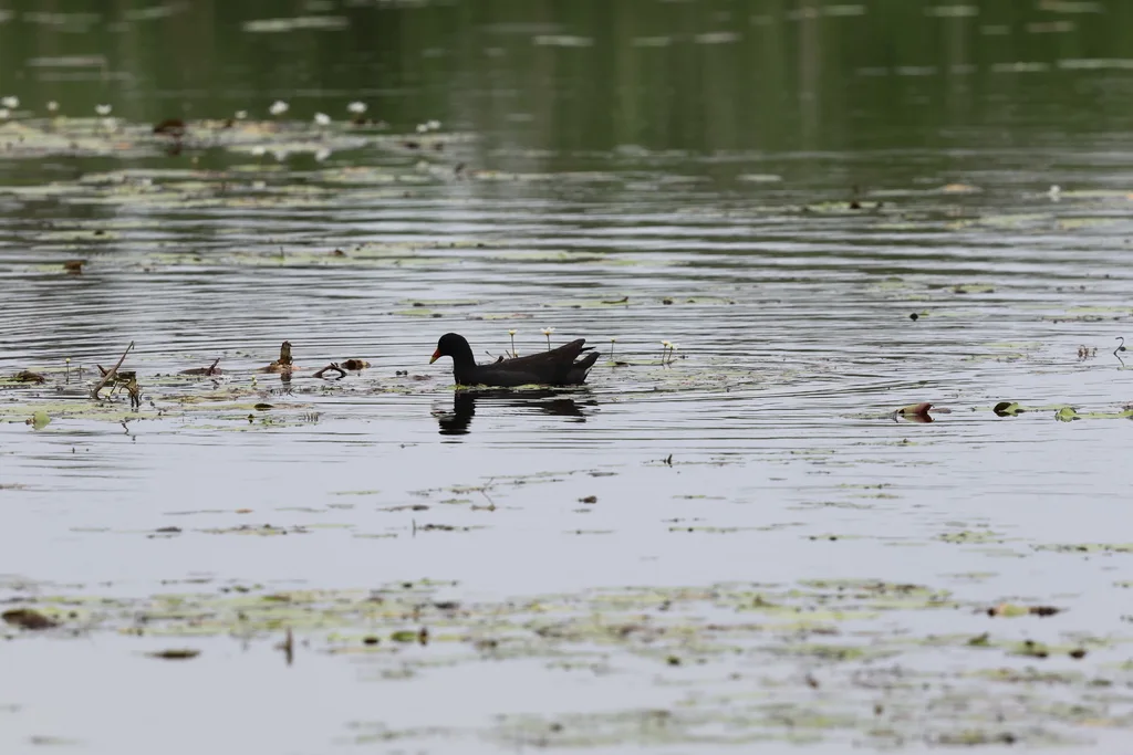 暗色水鸡(Gallinula tenebrosa)