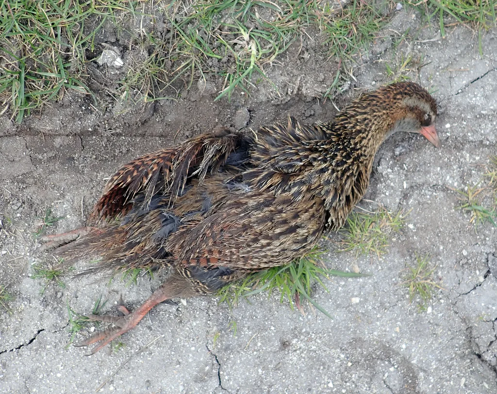 新西兰秧鸡(Gallirallus australis)