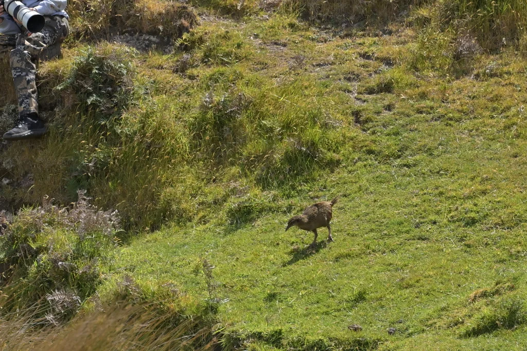 新西兰秧鸡(Gallirallus australis)