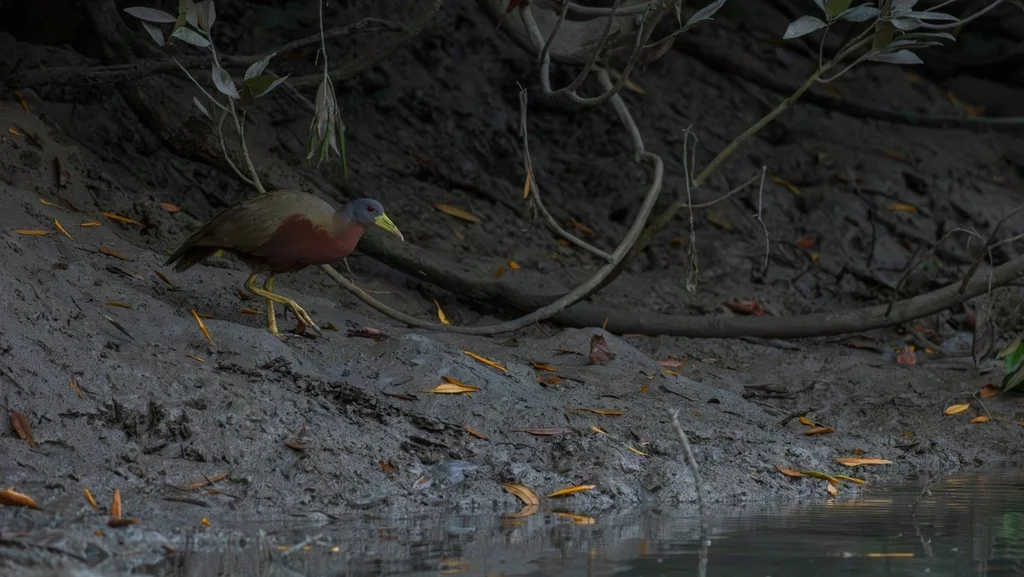 栗腹秧鸡(Gallirallus castaneoventris)