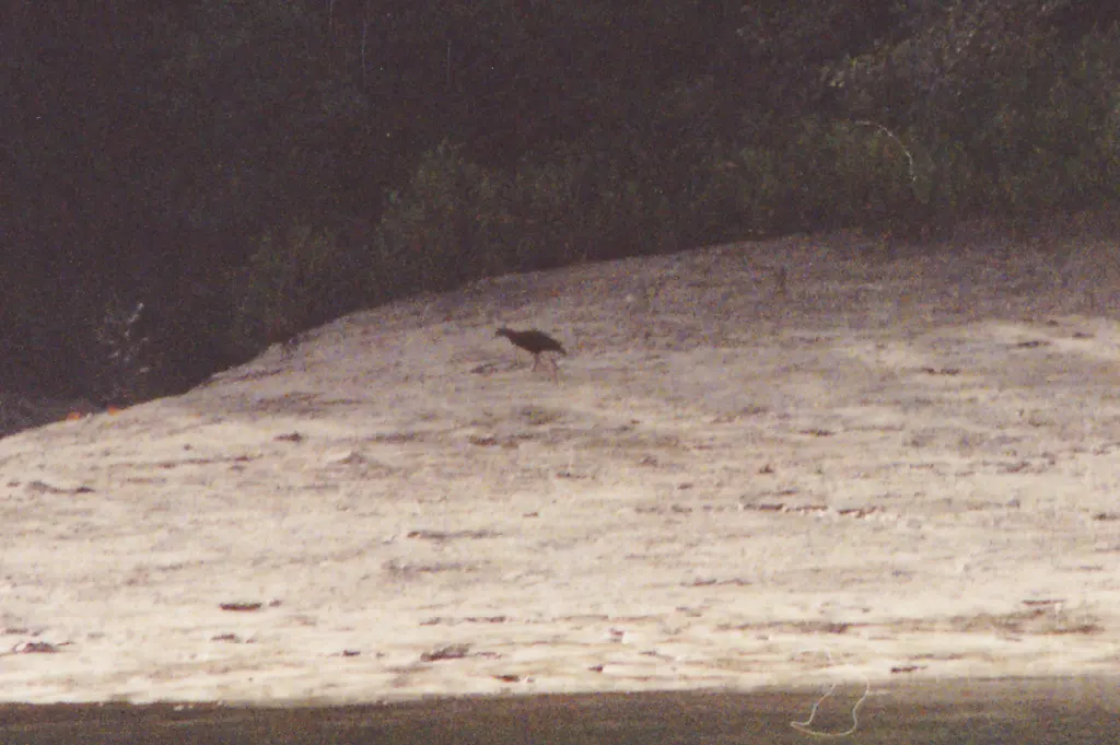 栗腹秧鸡(Gallirallus castaneoventris)