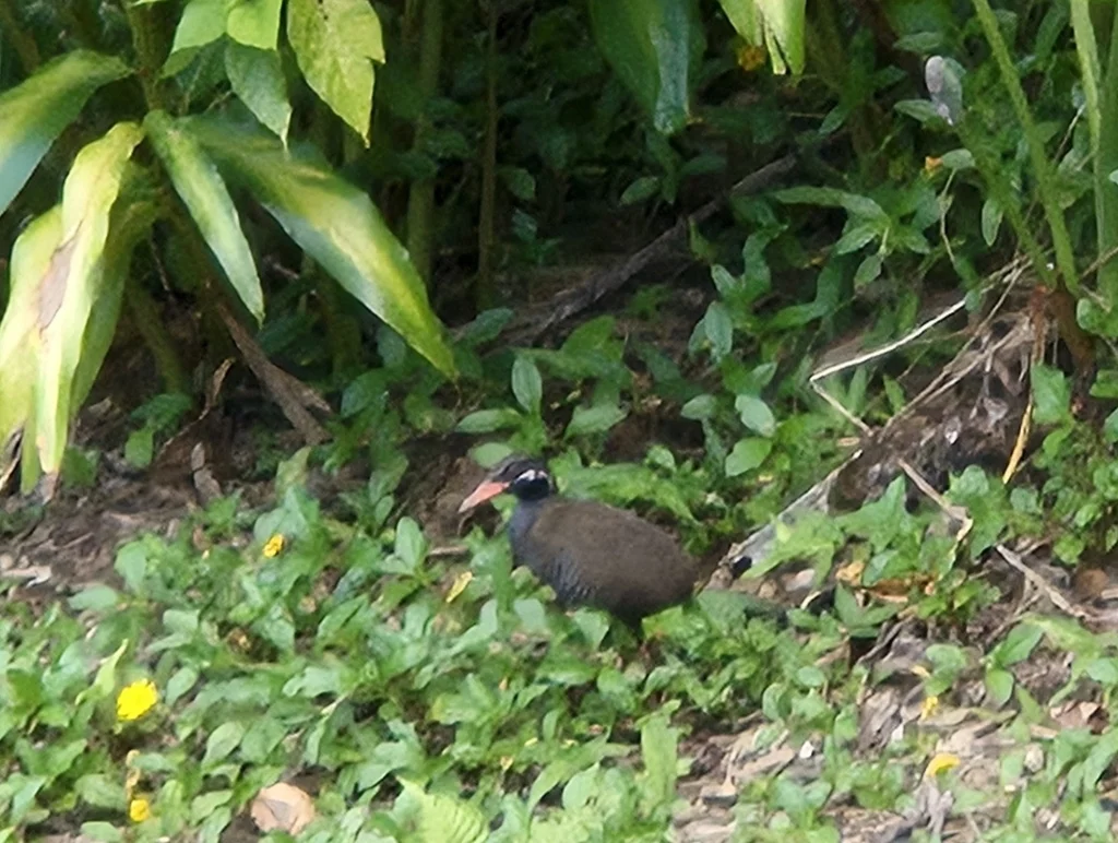 冲绳秧鸡（Gallirallus okinawae）