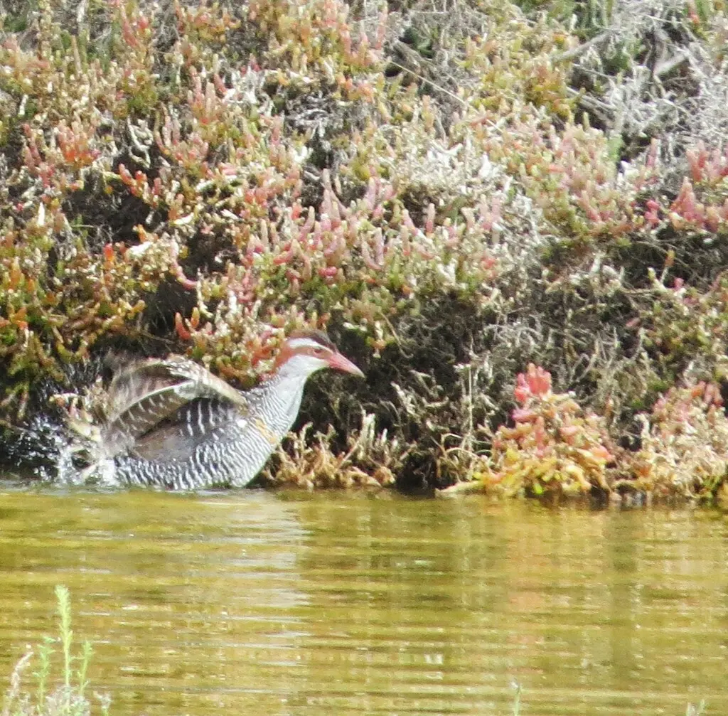 红眼斑秧鸡(Gallirallus philippensis)