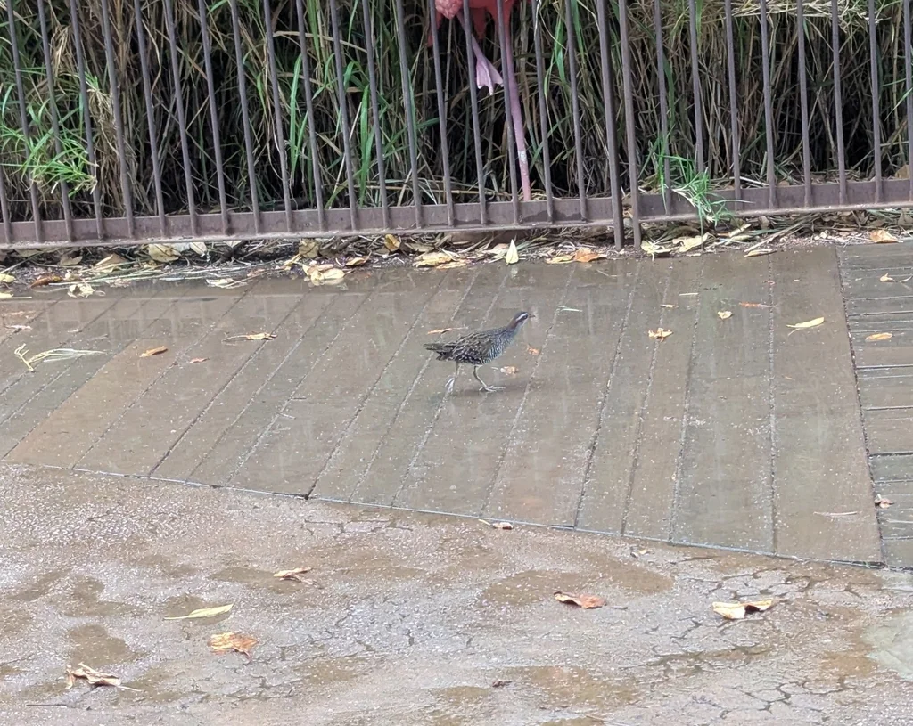 红眼斑秧鸡(Gallirallus philippensis)