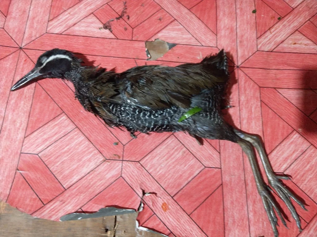 横斑秧鸡(Gallirallus torquatus)