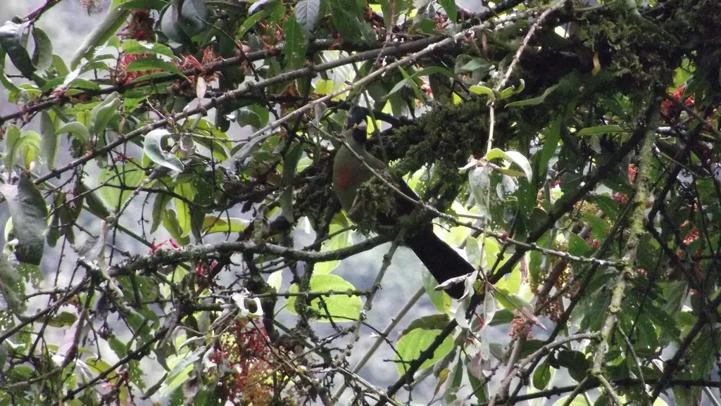 红胸蕉鹃(Gallirex johnstoni)