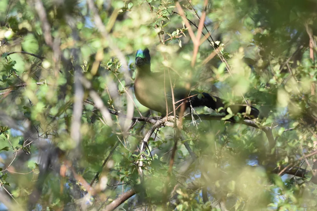 紫冠蕉鹃(Gallirex porphyreolophus)