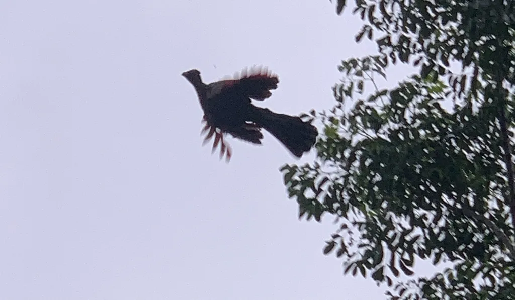 紫冠蕉鹃(Gallirex porphyreolophus)