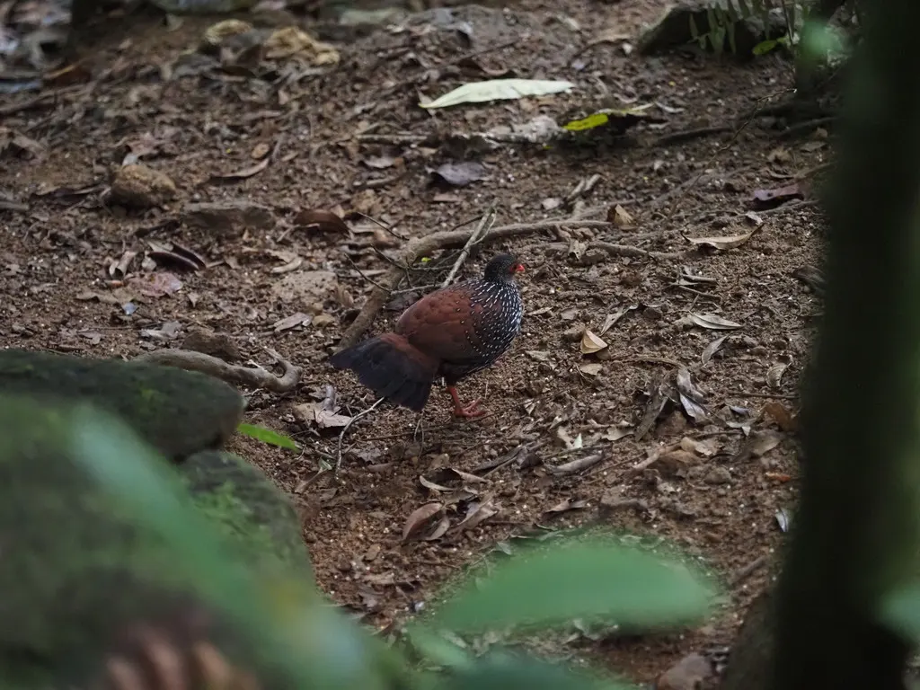斯里兰卡鸡鹑(Galloperdix bicalcarata)