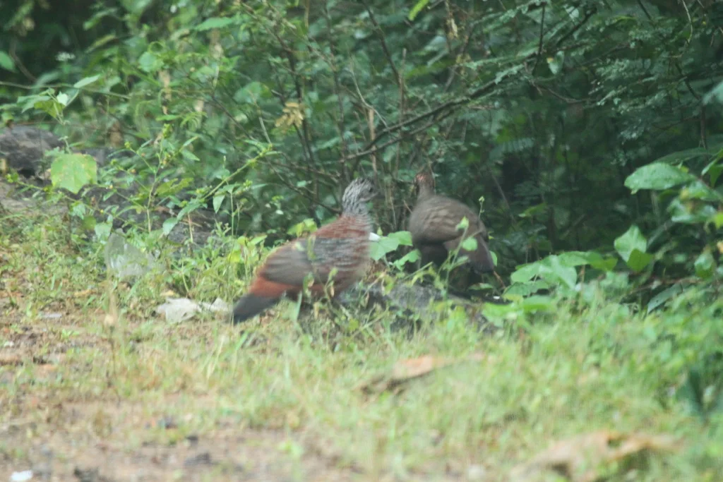 彩鸡鹑(Galloperdix lunulata)
