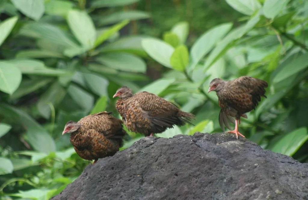 赤鸡鹑(Galloperdix spadicea)