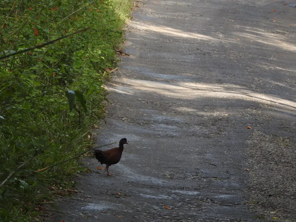 赤鸡鹑(Galloperdix spadicea)