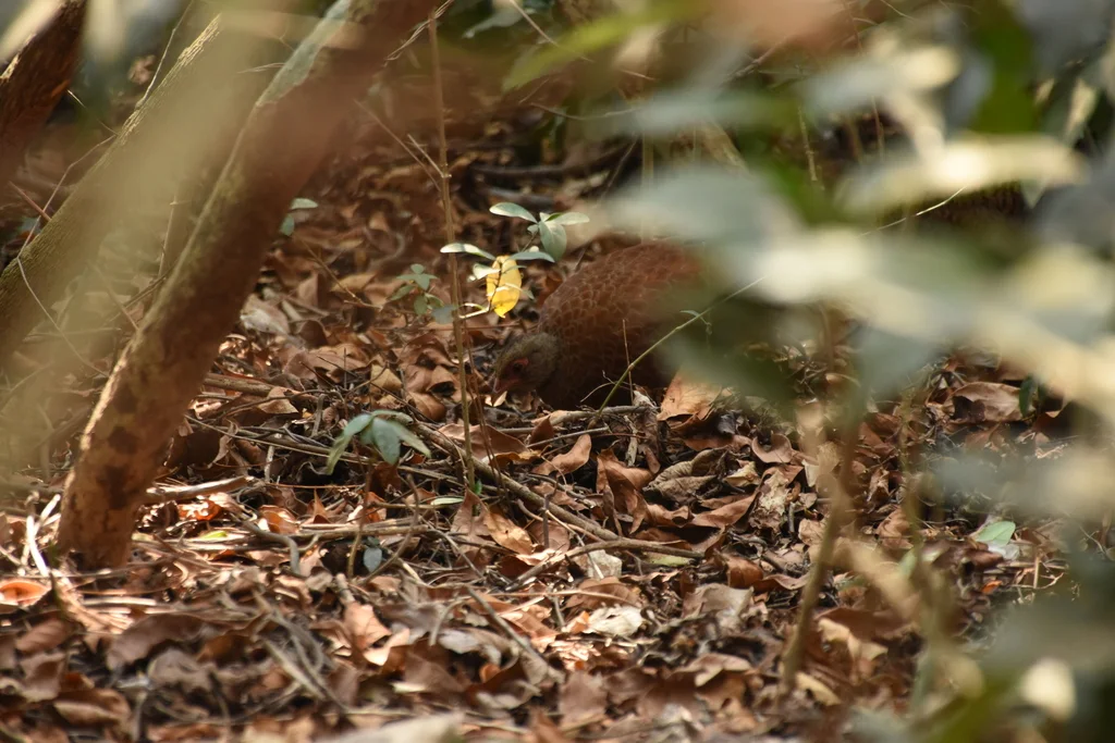 赤鸡鹑(Galloperdix spadicea)