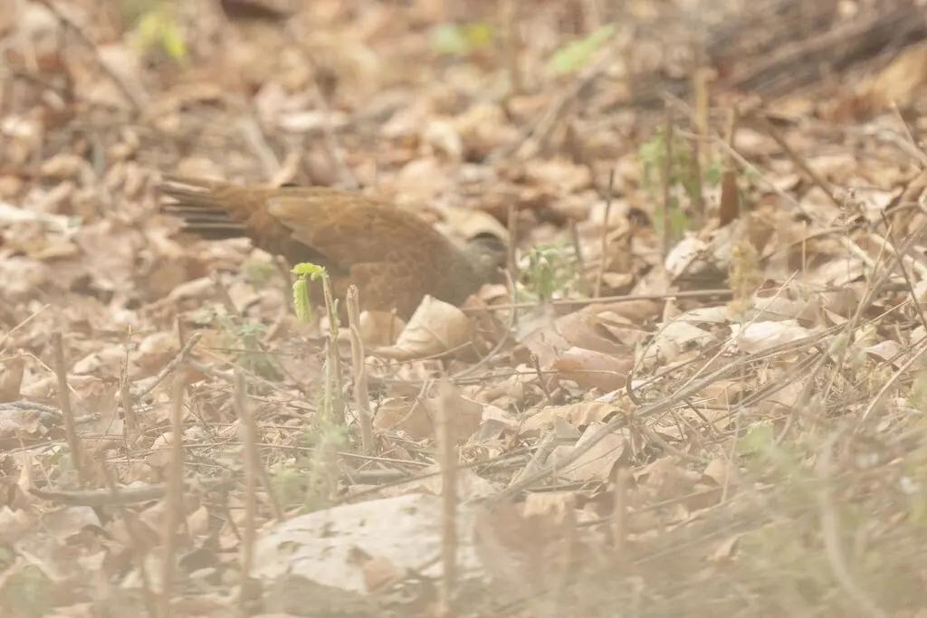赤鸡鹑(Galloperdix spadicea)