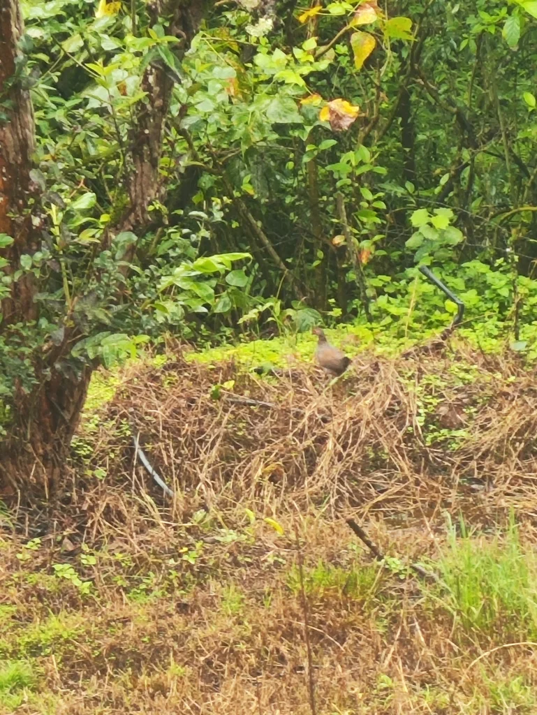 赤鸡鹑(Galloperdix spadicea)