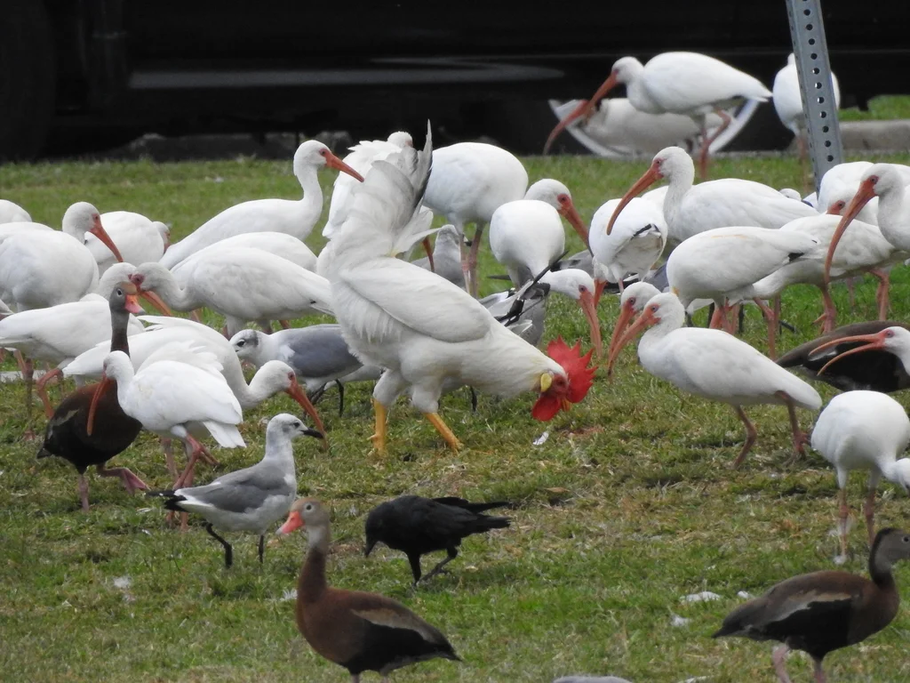 红原鸡(Gallus gallus)