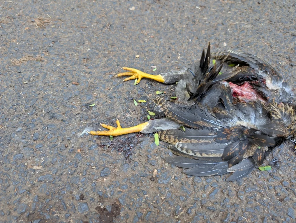 红原鸡(Gallus gallus)