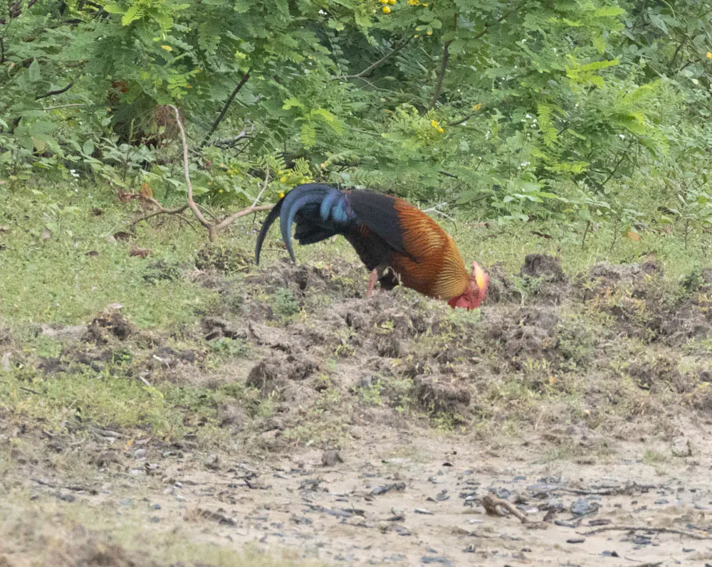 蓝喉原鸡(Gallus lafayettii)