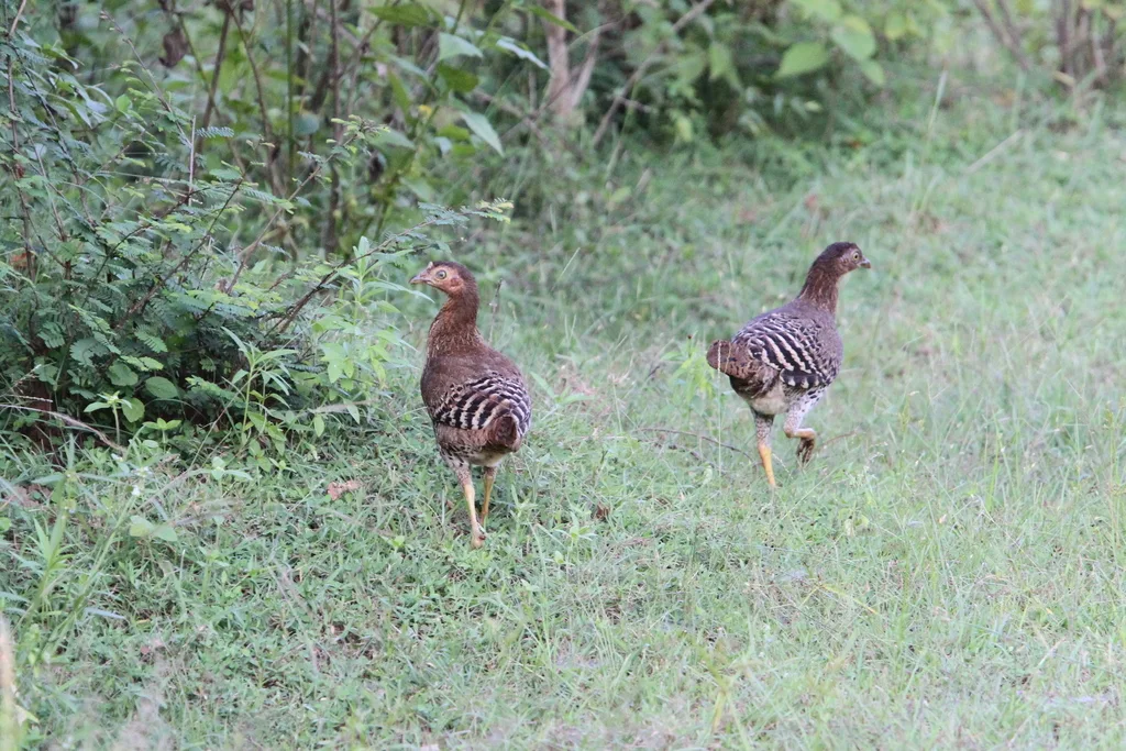 蓝喉原鸡(Gallus lafayettii)