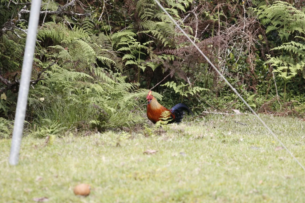 蓝喉原鸡(Gallus lafayettii)