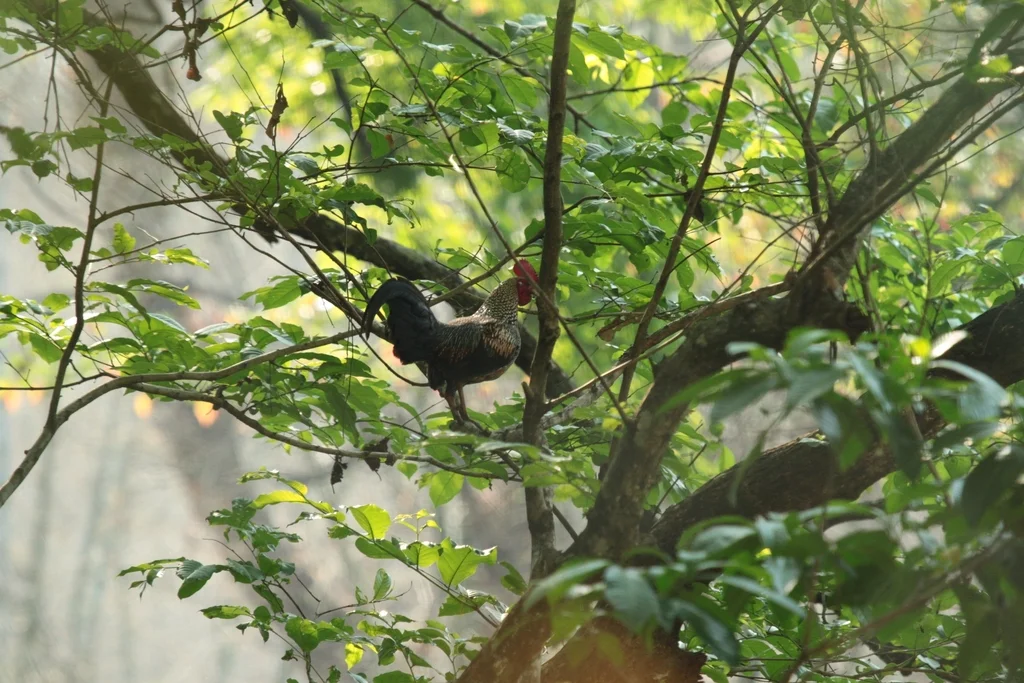 灰原鸡(Gallus sonneratii)