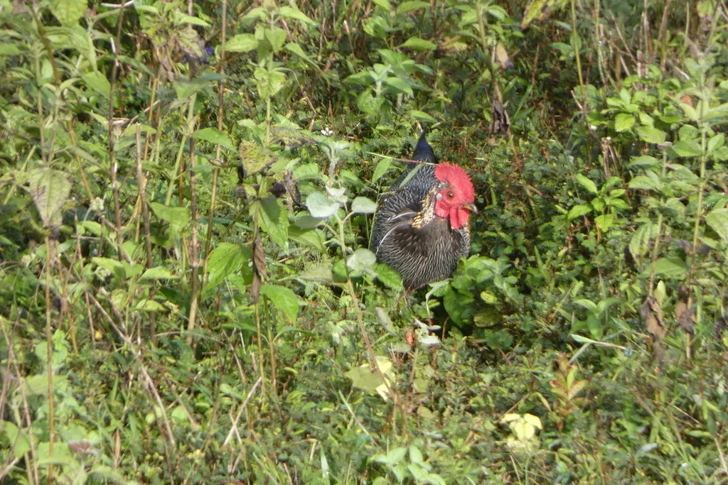 灰原鸡(Gallus sonneratii)