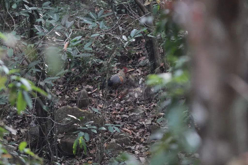 灰原鸡(Gallus sonneratii)