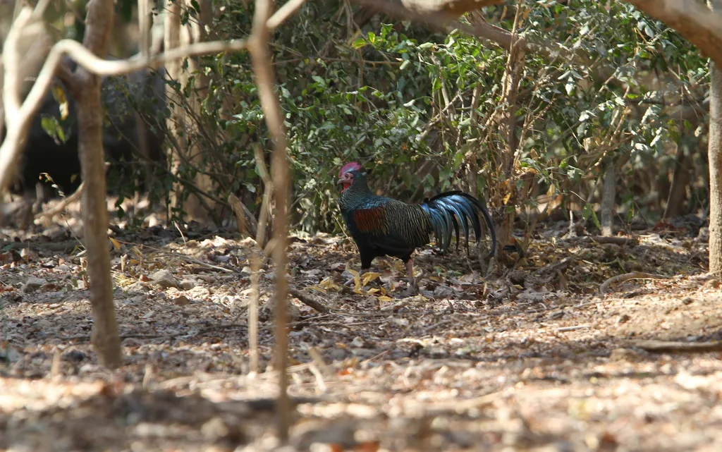 绿原鸡(Gallus varius)