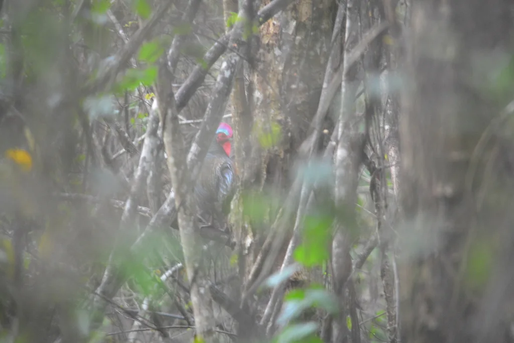 绿原鸡(Gallus varius)