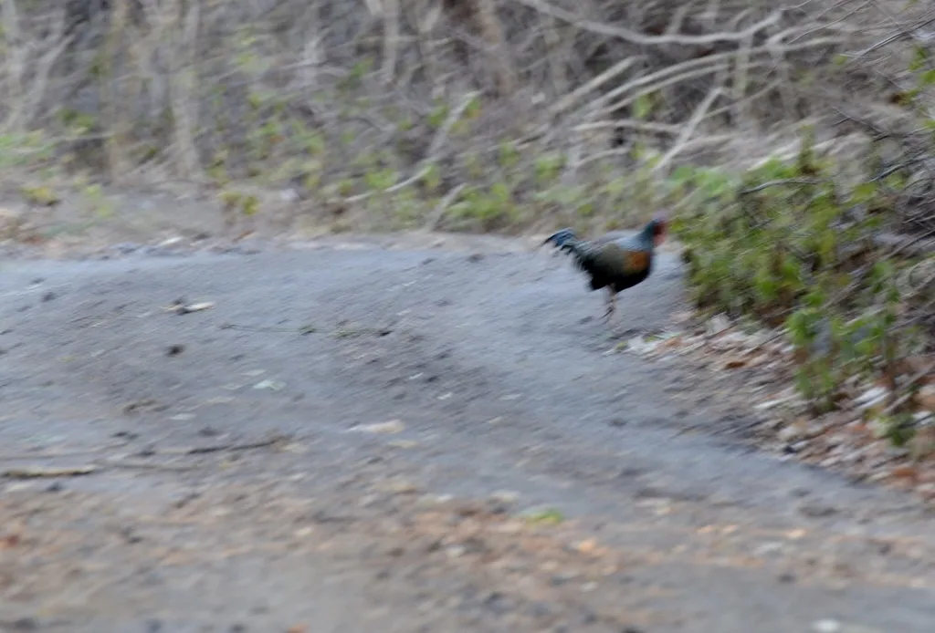 绿原鸡(Gallus varius)