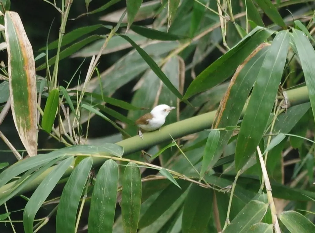 白头鵙鹛(Gampsorhynchus rufulus)
