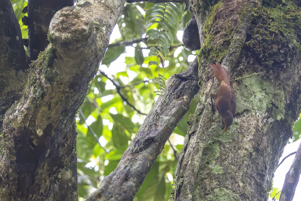 弯嘴鹛(Garritornis isidorei)