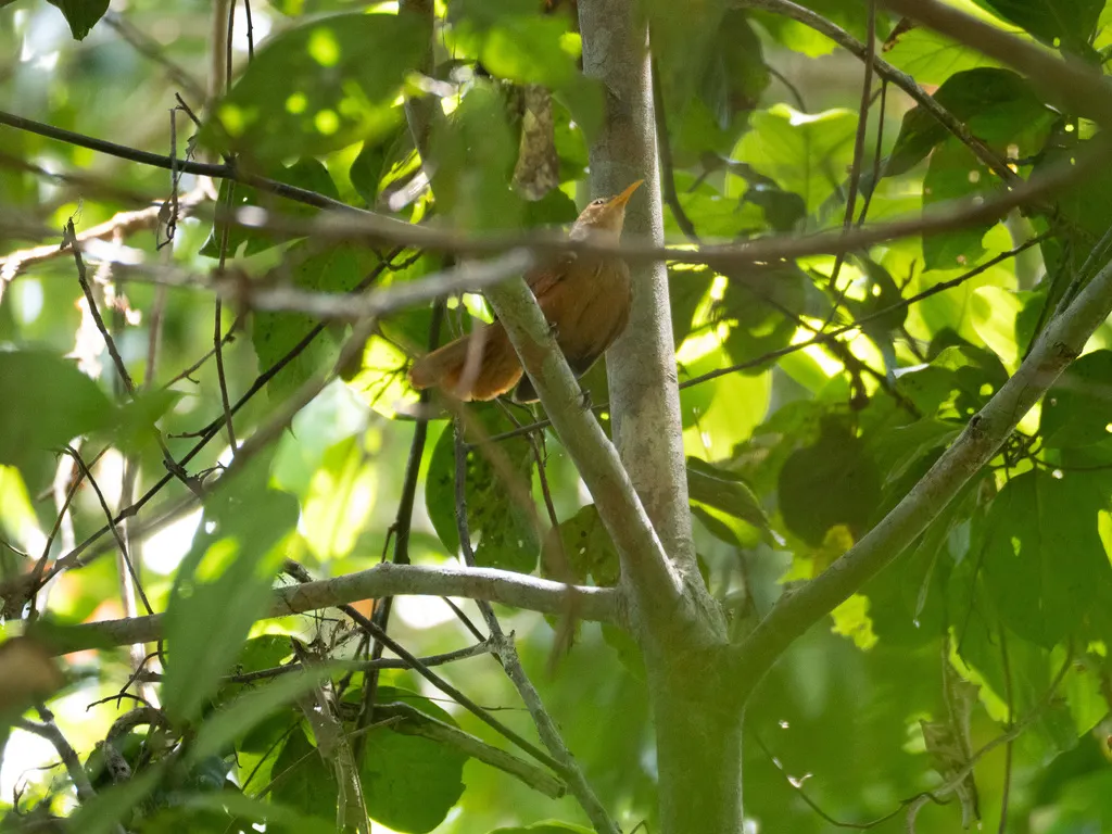 弯嘴鹛(Garritornis isidorei)