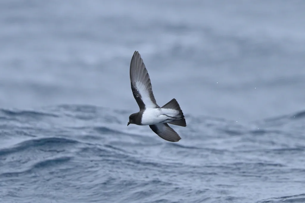 灰背海燕(Garrodia nereis)