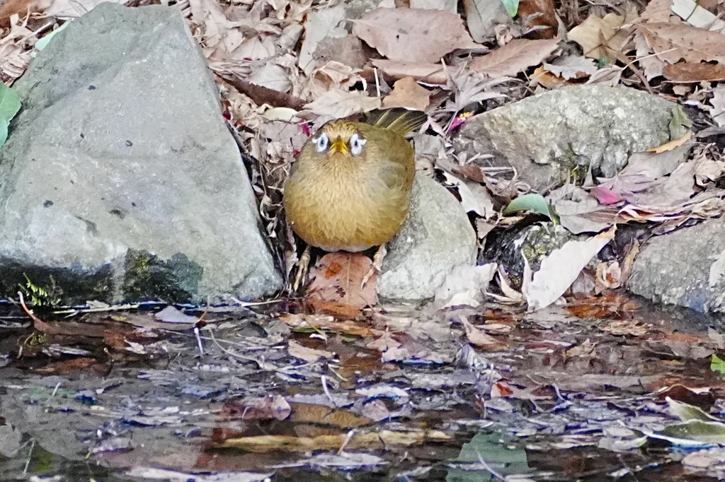 画眉(Garrulax canorus)