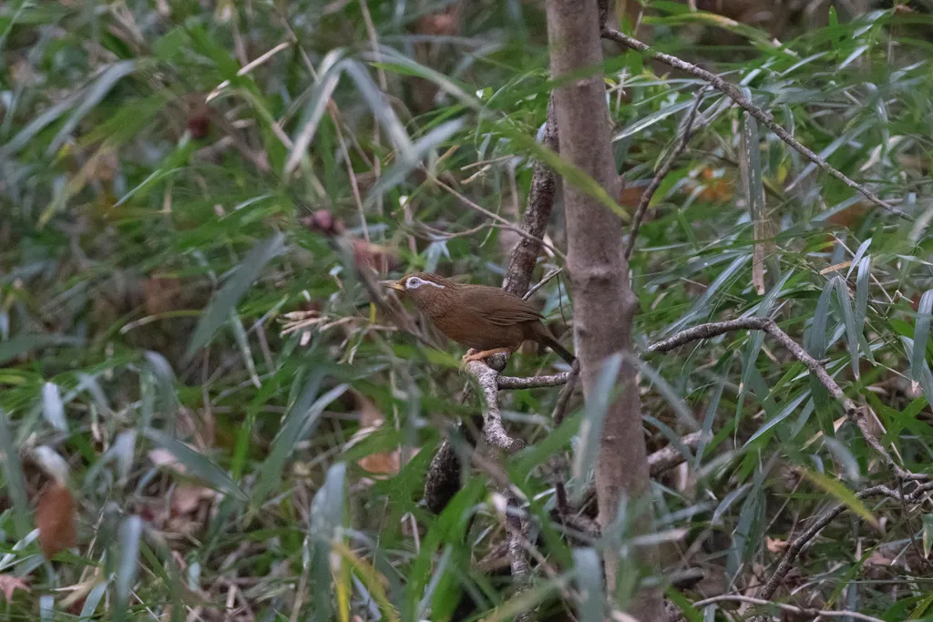 画眉(Garrulax canorus)