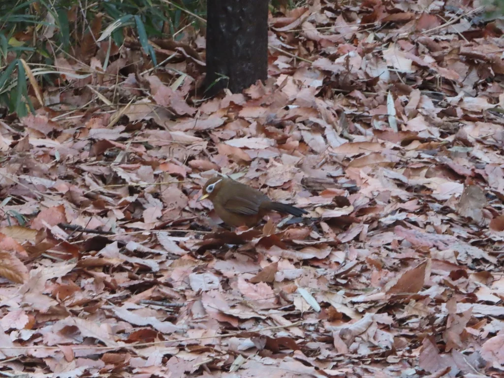 画眉(Garrulax canorus)