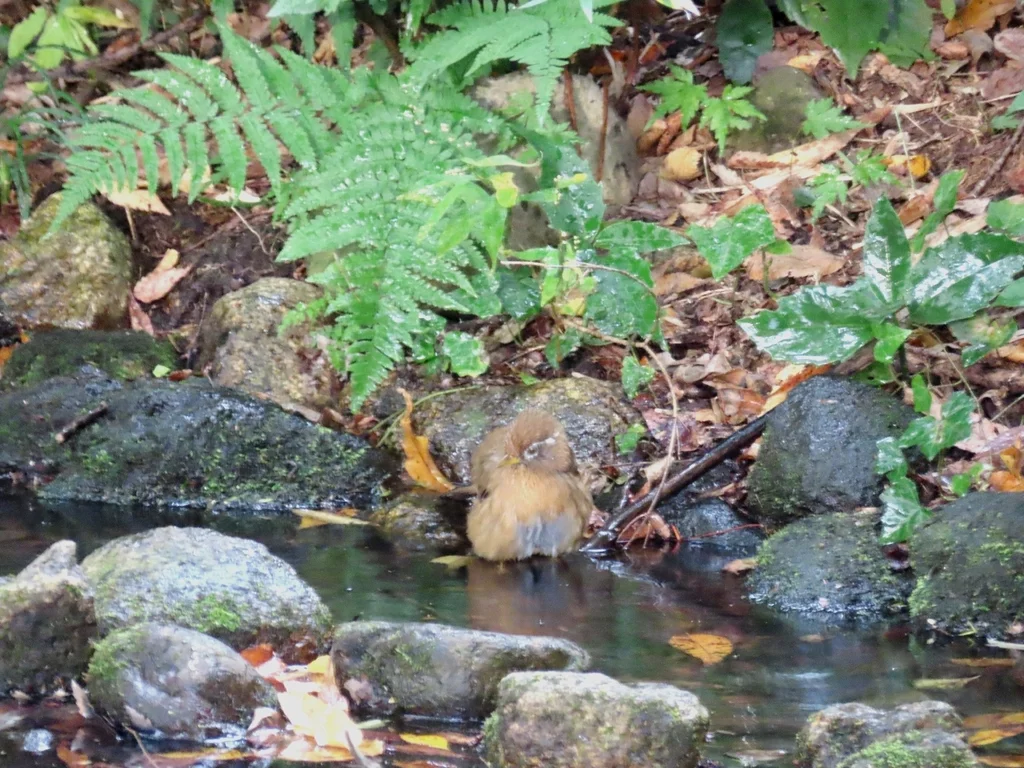 画眉(Garrulax canorus)