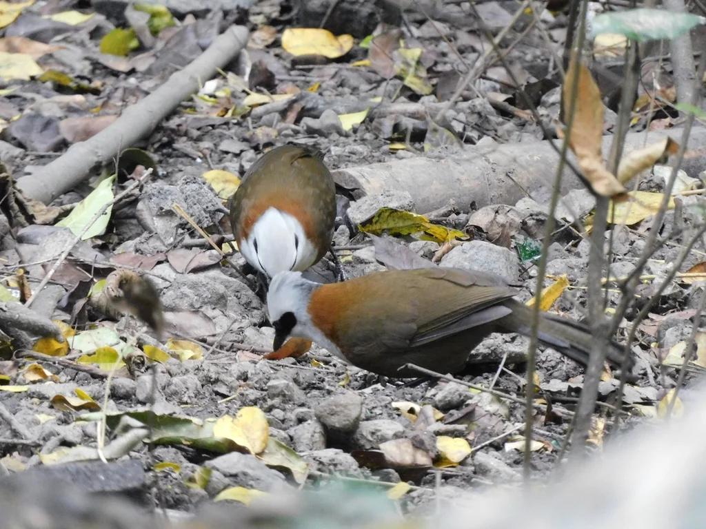 白冠噪鹛(Garrulax leucolophus)