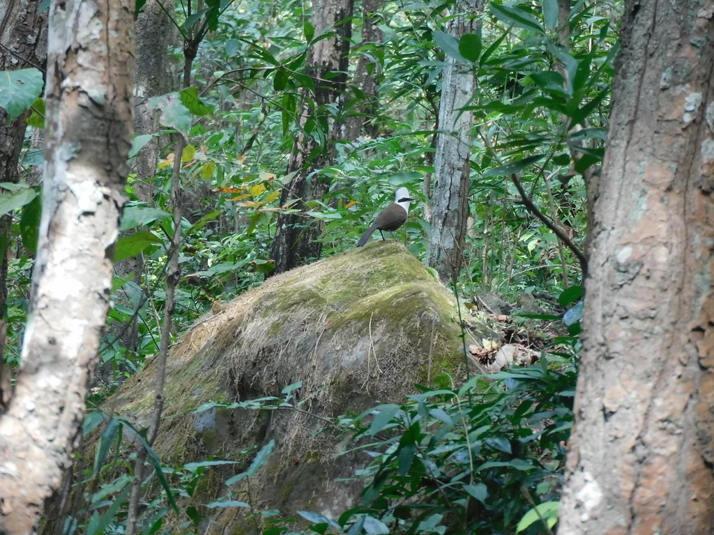 白冠噪鹛(Garrulax leucolophus)