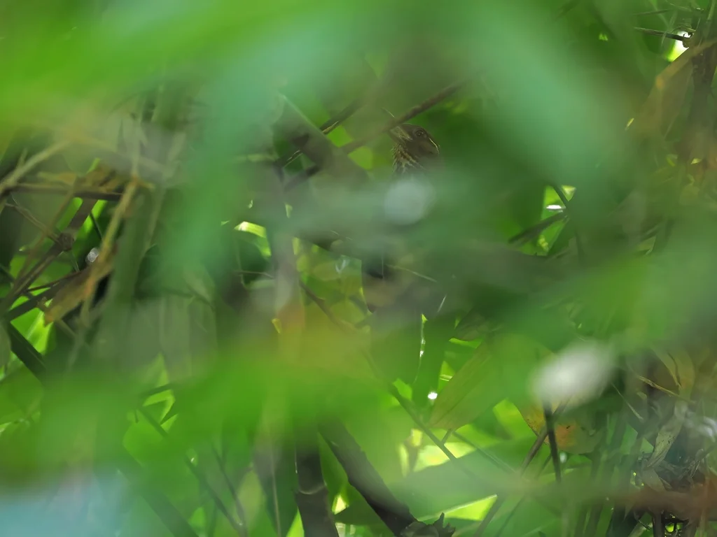 斑胸噪鹛(Garrulax merulinus)