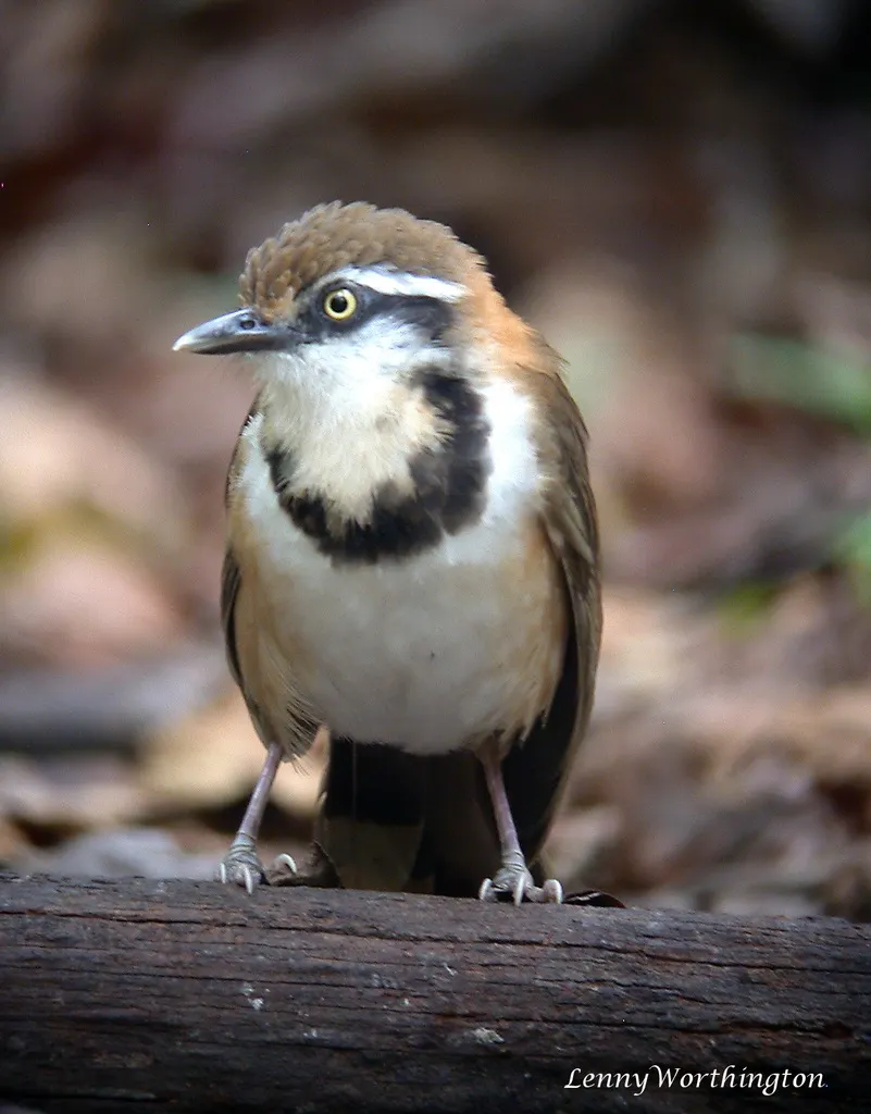 小黑领噪鹛(Garrulax monileger)
