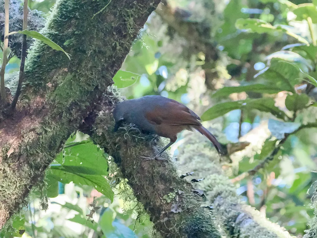 灰褐噪鹛(Garrulax palliatus)