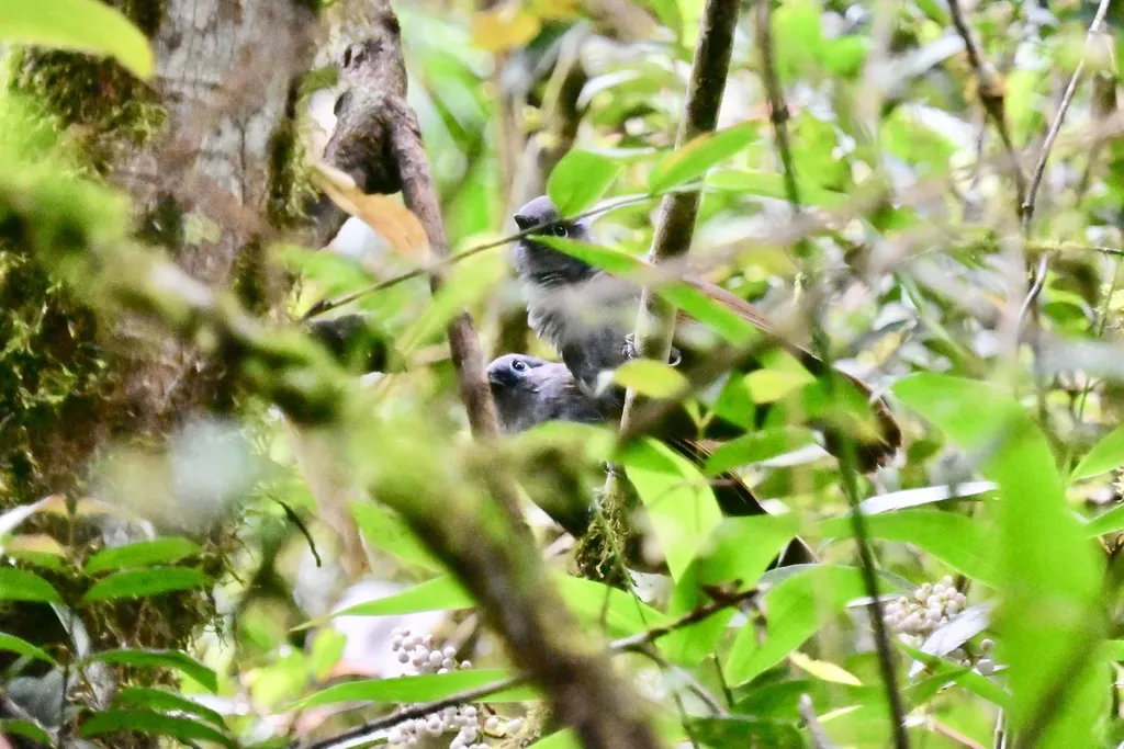 灰褐噪鹛(Garrulax palliatus)