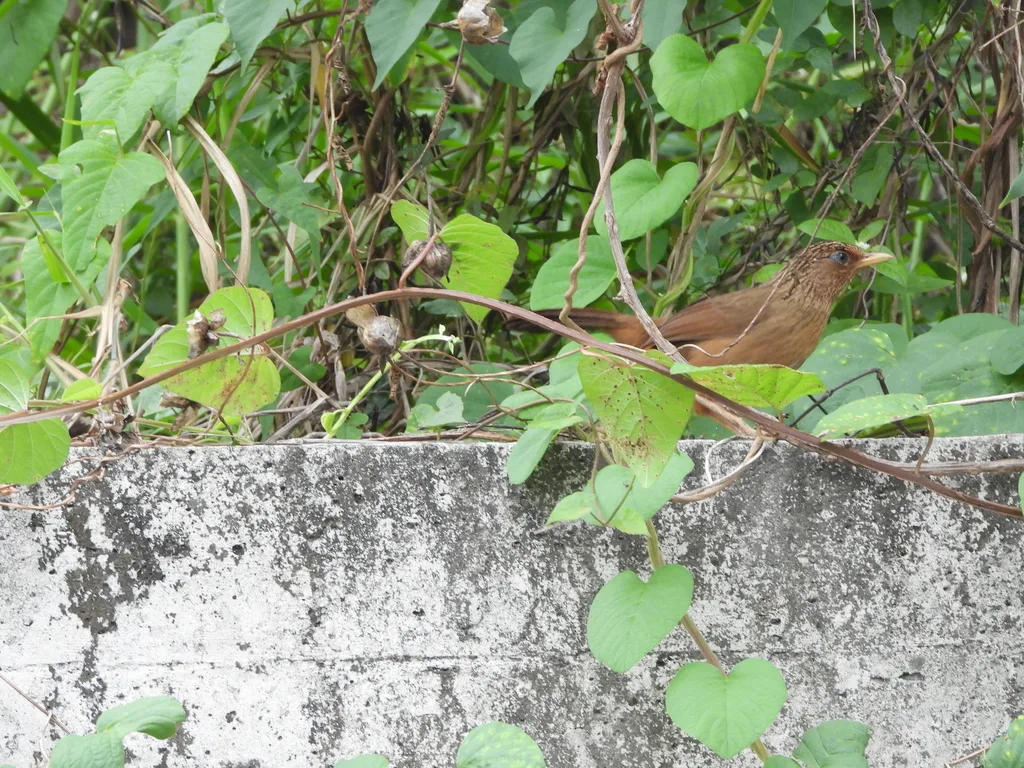 台湾画眉(Garrulax taewanus)